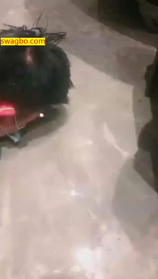 【梦樱&维依y】TJ:维依梦樱双S聚餐玩虐不要脸的狗东西【36分钟】