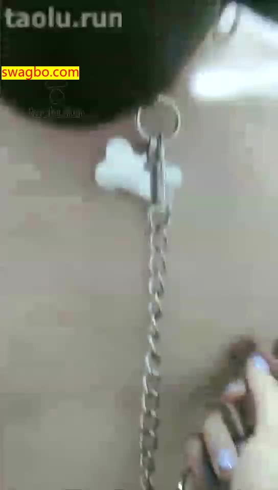 【囍s娘娘】你姑奶奶的狗全副武装(官方已删)【39分钟】【高清】