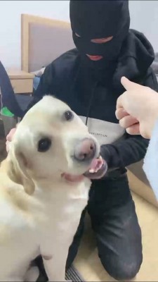 套路直播视频【小布丁S】人不如狗系列(一) bf25069