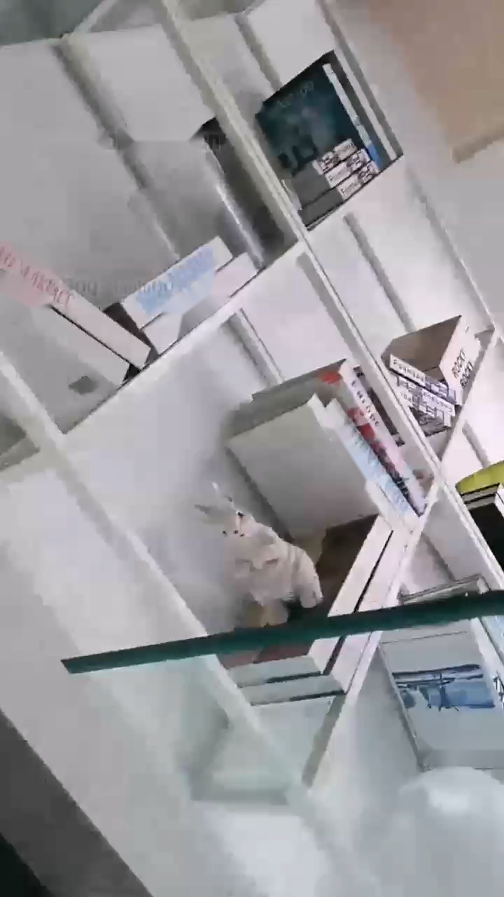 【咩祖】办公室调教【28分钟】